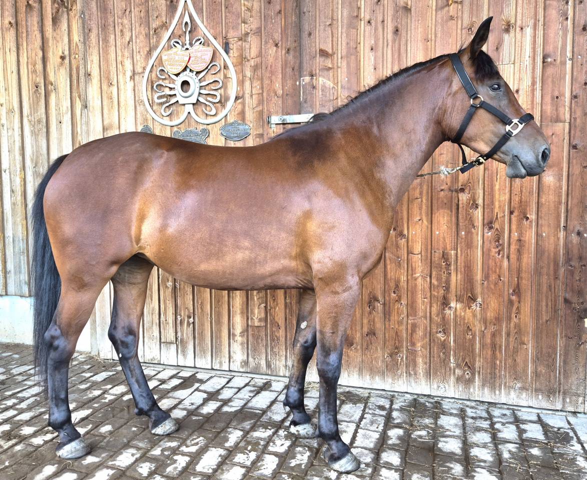 Merrie Castilian Te koop 2023 Donker bruin / bai ,  Messala de l'enclos