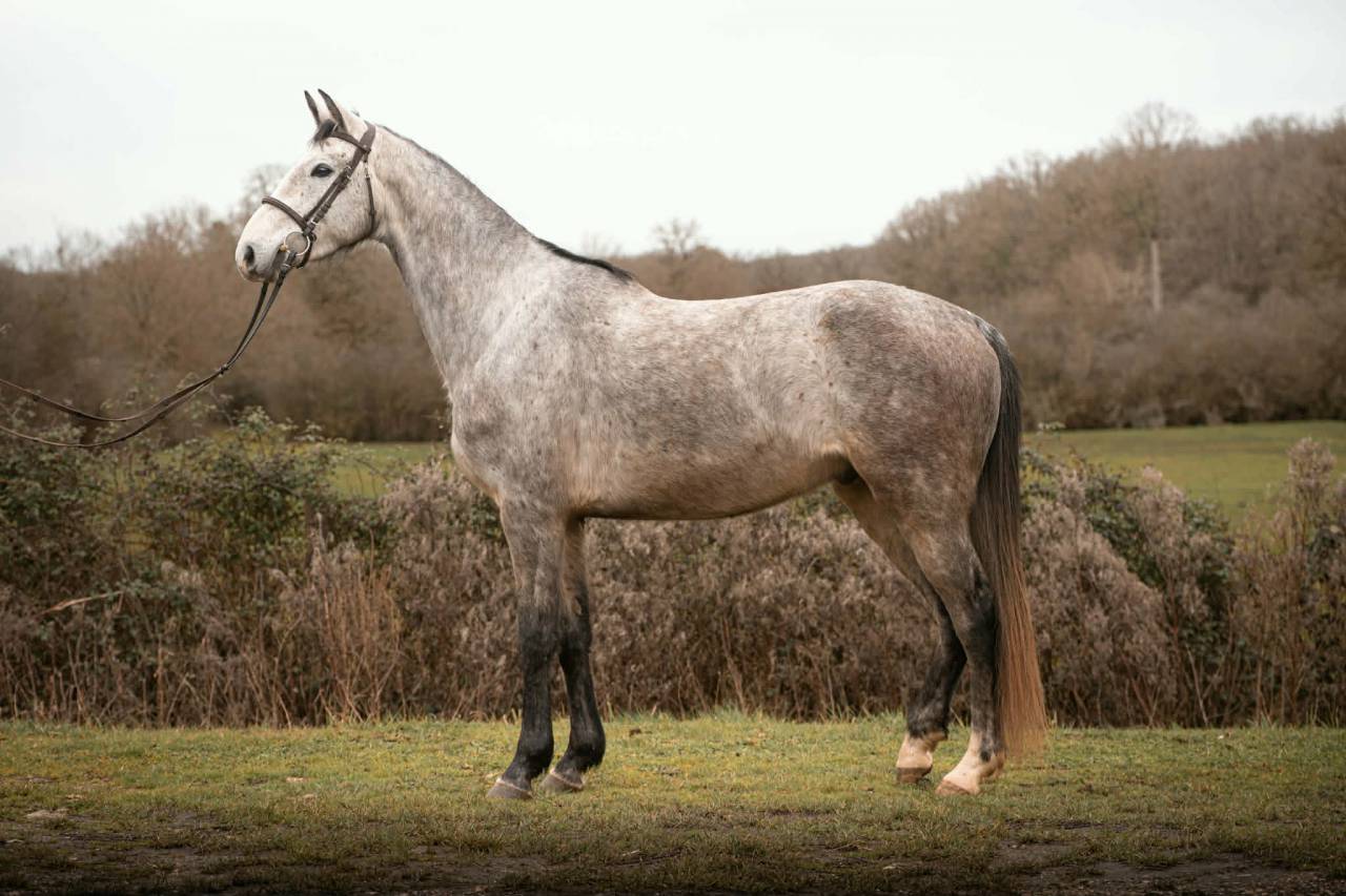Draagmerrie Anglo-Arabier Te koop 2018 Schimmel ,  FUSAIN DU DEFEY