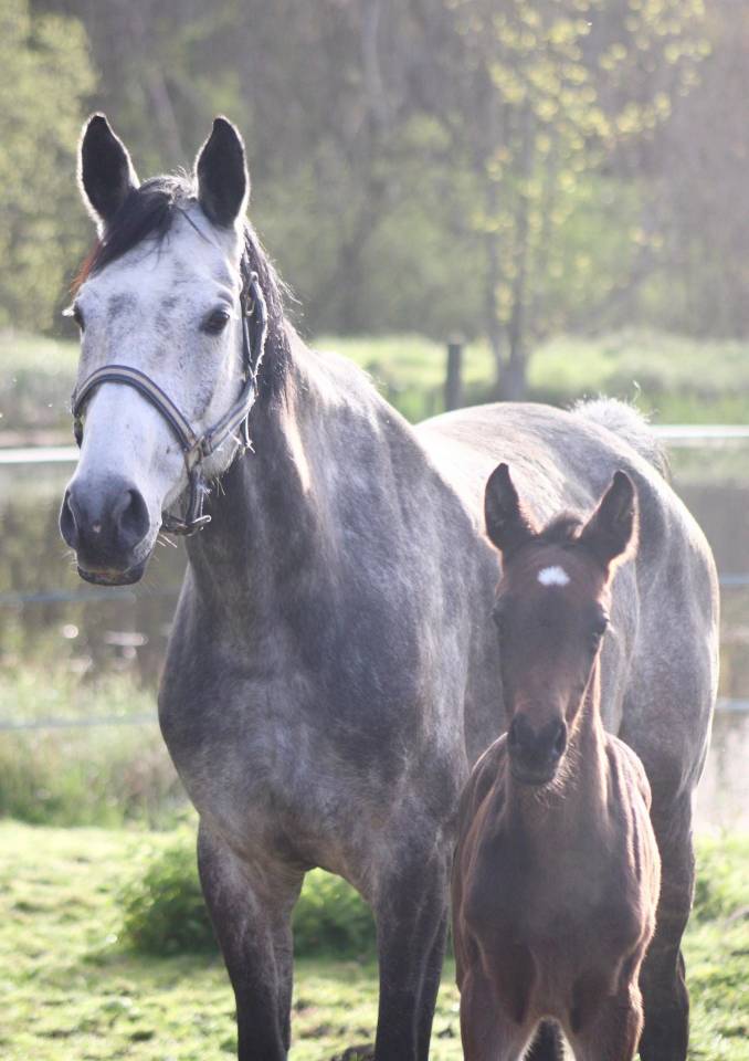 Draagmerrie Anglo-Arabier Te koop 2018 Schimmel ,  FUSAIN DU DEFEY