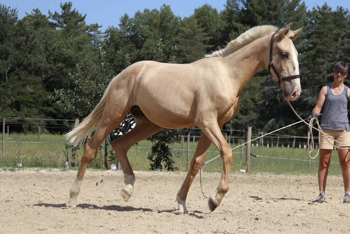 Hengst Lusitano Te koop 2024 Bruin / Bai