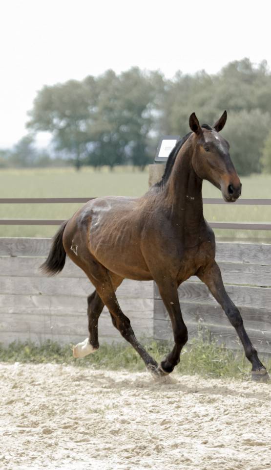 Hengst Lusitano Te koop 2024 Bruin / Bai