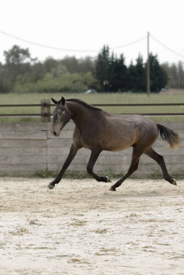 Hengst Lusitano Te koop 2024 Bruin / Bai