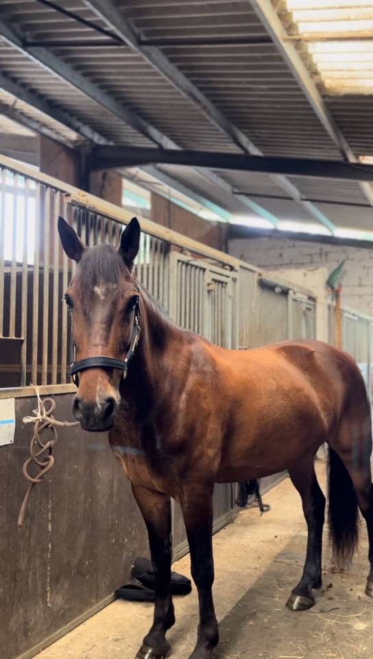 Ruin Franse rijpony PFS Te koop 2015 Donker bruin / bai