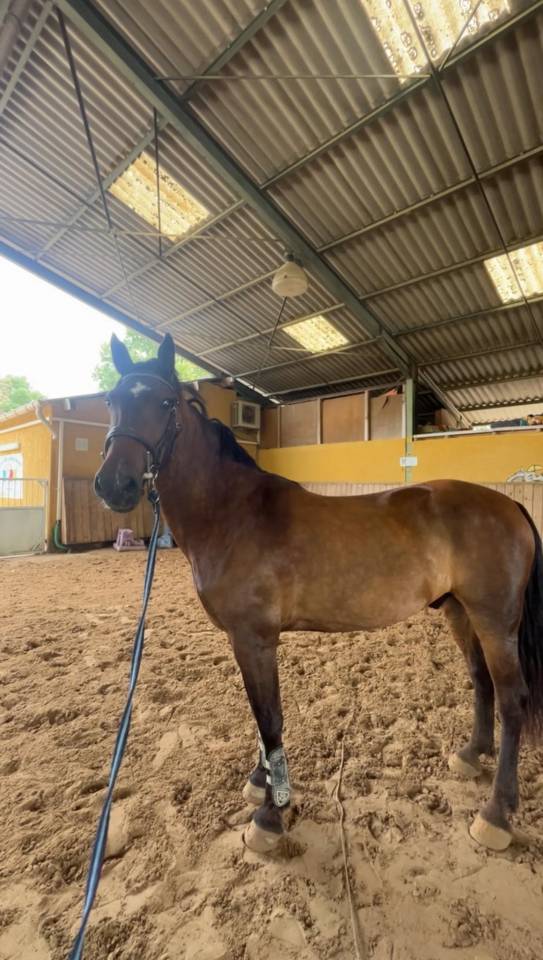 Ruin Franse rijpony PFS Te koop 2015 Donker bruin / bai