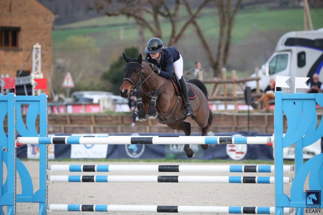 Ruin Franse rijpony PFS Te koop 2015 Donker bruin / bai