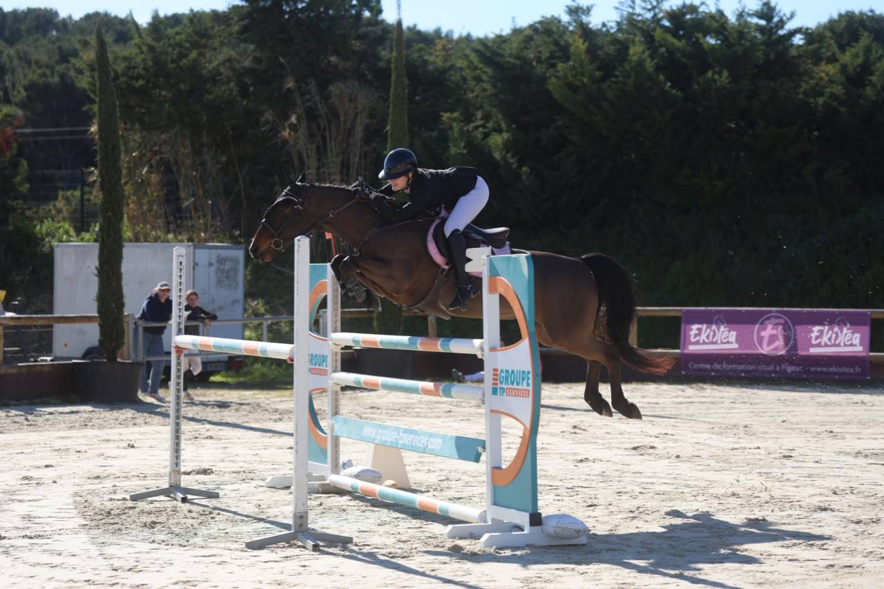 Ruin Franse rijpony PFS Te koop 2015 Donker bruin / bai