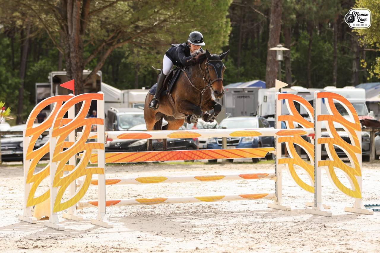 Ruin Franse rijpony PFS Te koop 2015 Donker bruin / bai