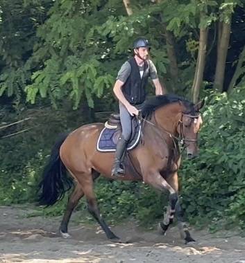 Merrie KWPN Nederlands sportpaard Te koop 2014 Donker bruin / bai