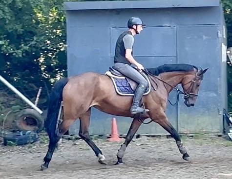 Merrie KWPN Nederlands sportpaard Te koop 2014 Donker bruin / bai