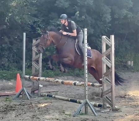 Merrie KWPN Nederlands sportpaard Te koop 2014 Donker bruin / bai