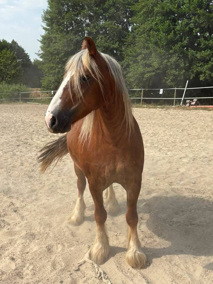 Merrie Andere pony rassen Te koop 2018 Vos