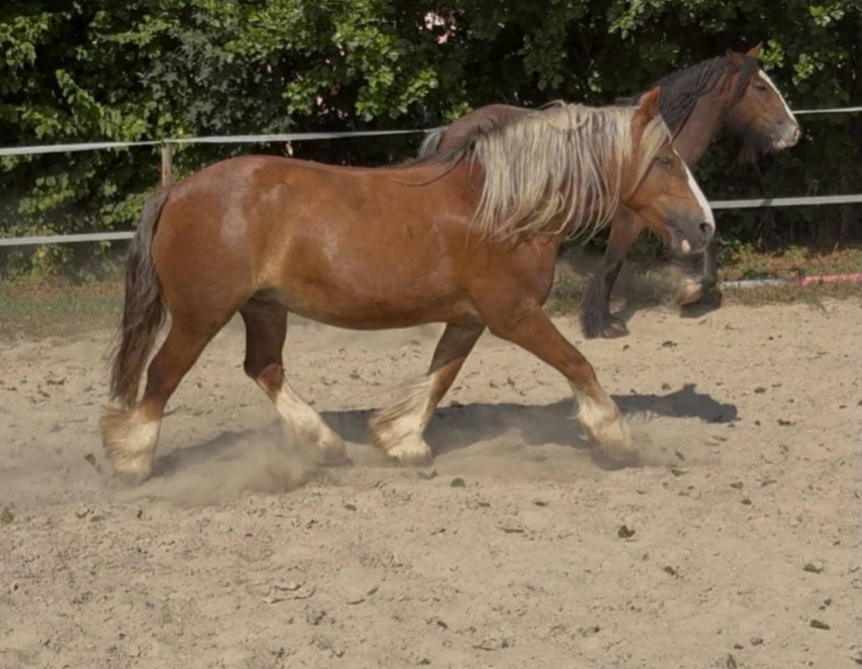 Merrie Andere pony rassen Te koop 2018 Vos