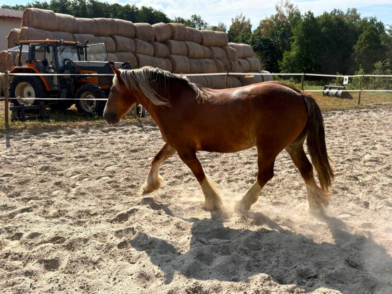 Merrie Andere pony rassen Te koop 2018 Vos