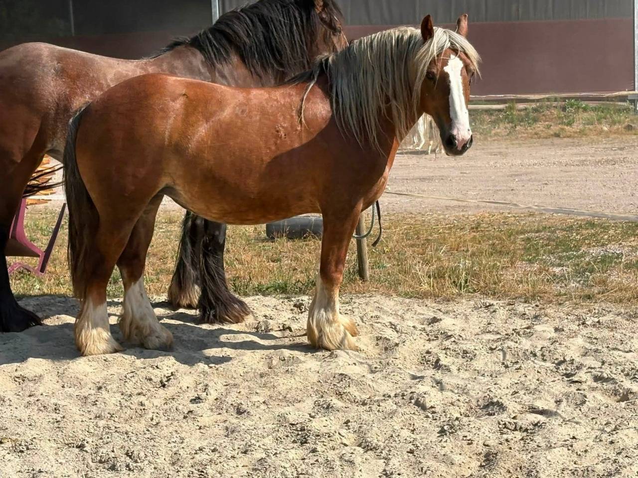 Merrie Andere pony rassen Te koop 2018 Vos