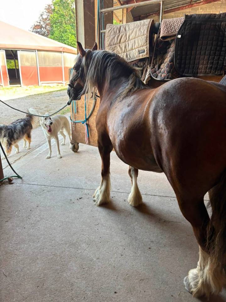 Merrie Andere pony rassen Te koop 2018 Vos