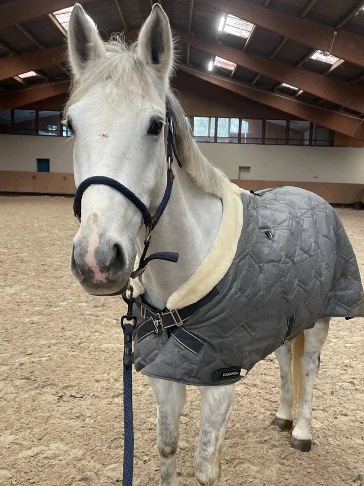 Ruin Franse rijpony PFS Te koop 2014 Schimmel