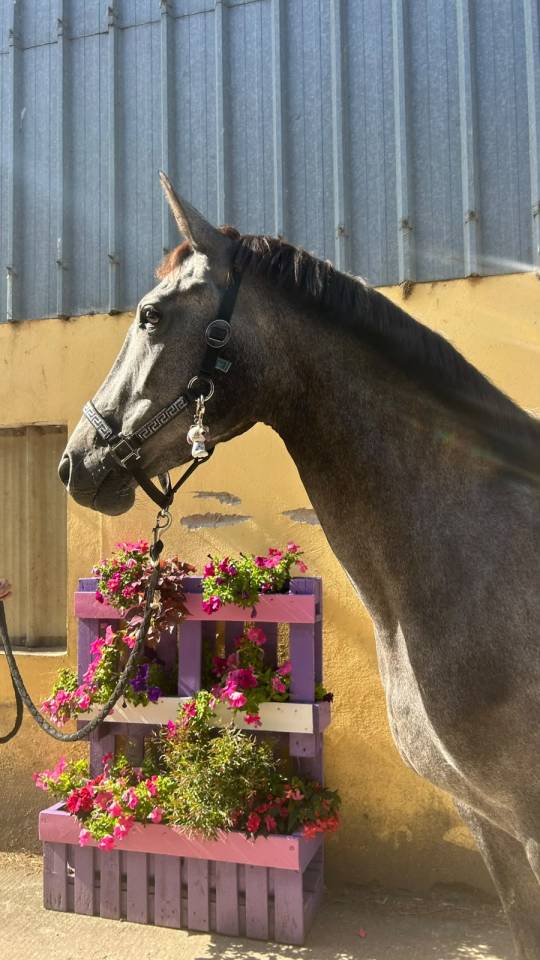 Merrie Selle Fran&ccedil;ais Te koop 2023 Schimmel ,  Galaxie - NLD