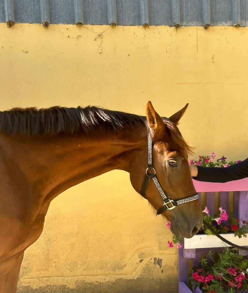 Ruin Selle Fran&ccedil;ais Te koop 2023 Koffie vos ,  Gwenndu de Kerganne