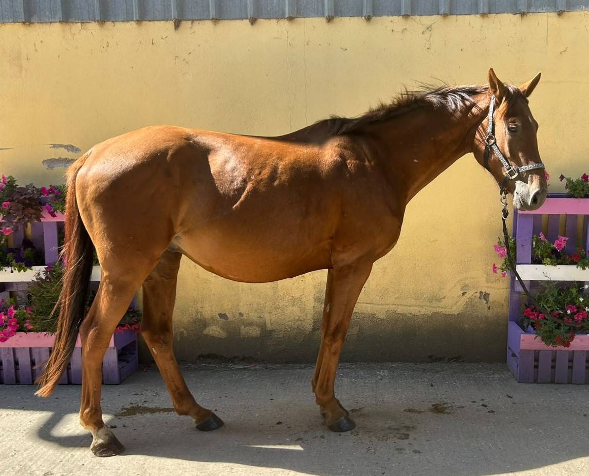 Ruin Selle Fran&ccedil;ais Te koop 2023 Koffie vos ,  Gwenndu de Kerganne