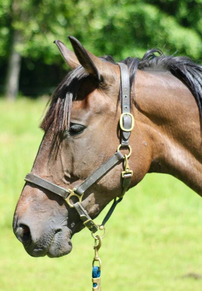 Merrie Franse draver  Te koop 2018 Bruin / Bai