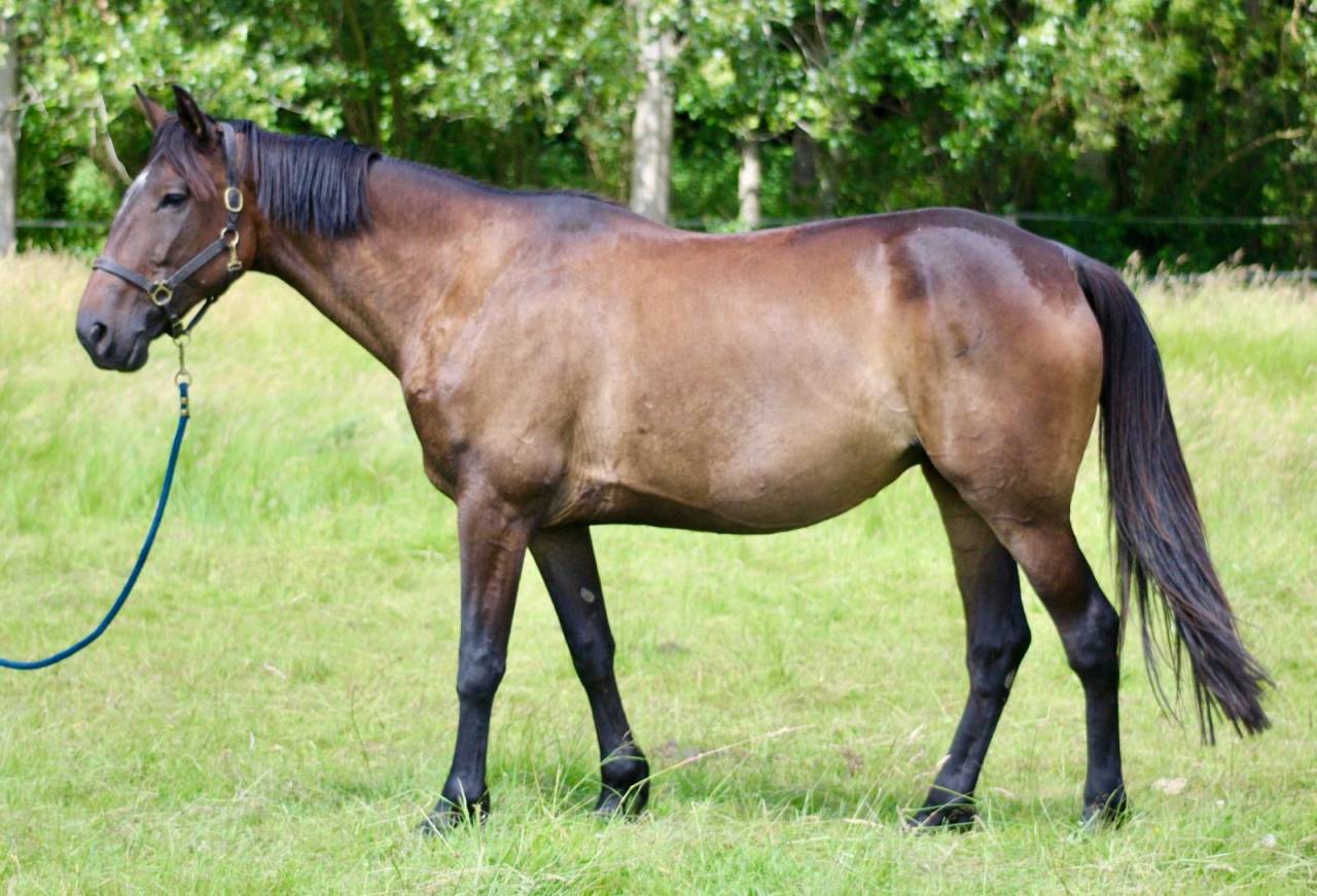 Merrie Franse draver  Te koop 2018 Bruin / Bai