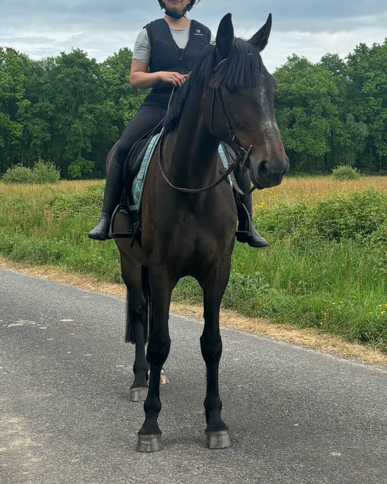 Merrie Franse draver  Te koop 2018 Bruin / Bai
