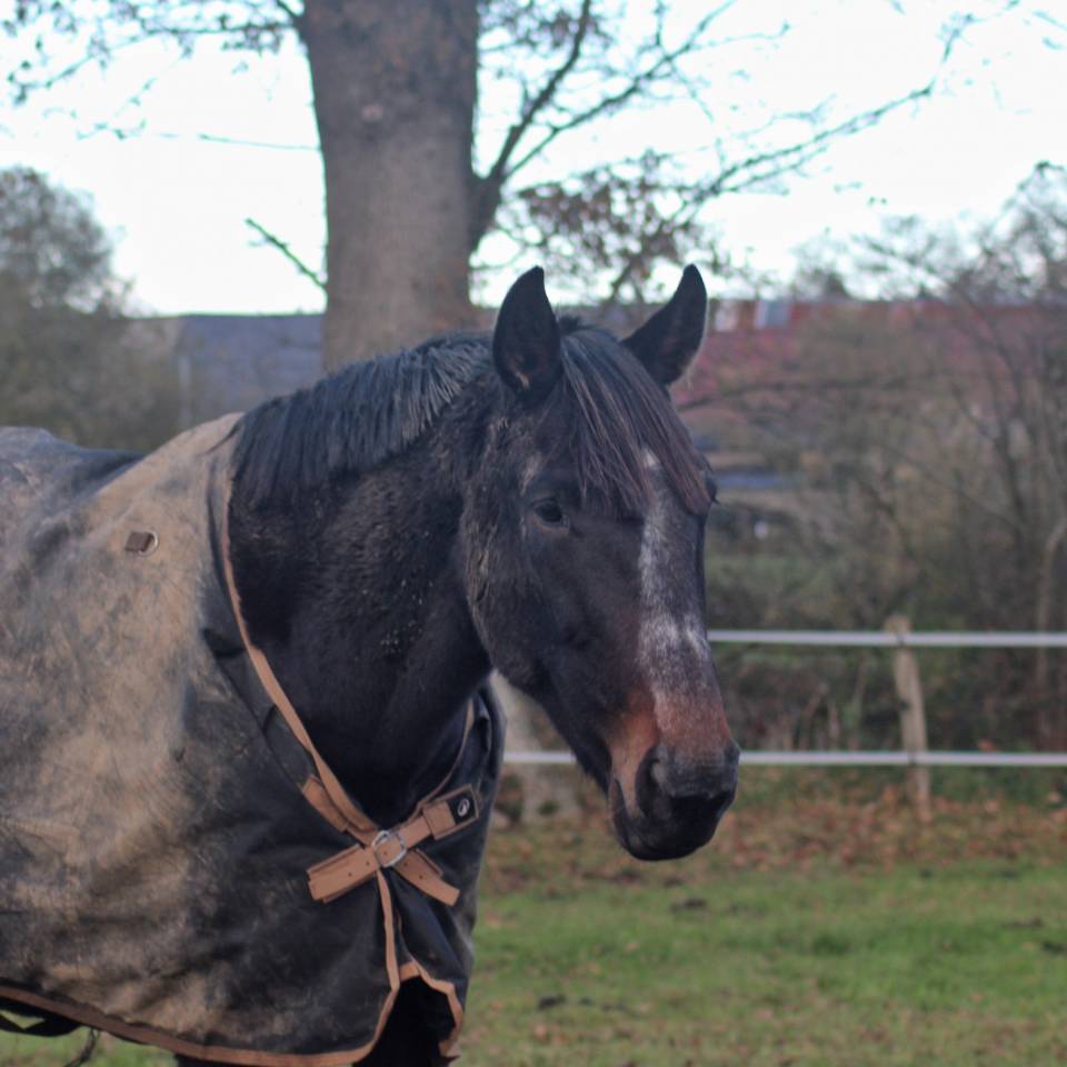 Merrie Franse draver  Te koop 2018 Bruin / Bai