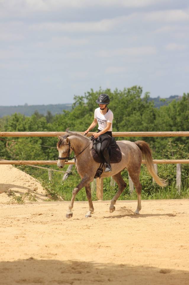 Merrie Andere pony rassen Te koop 2022 Schimmel