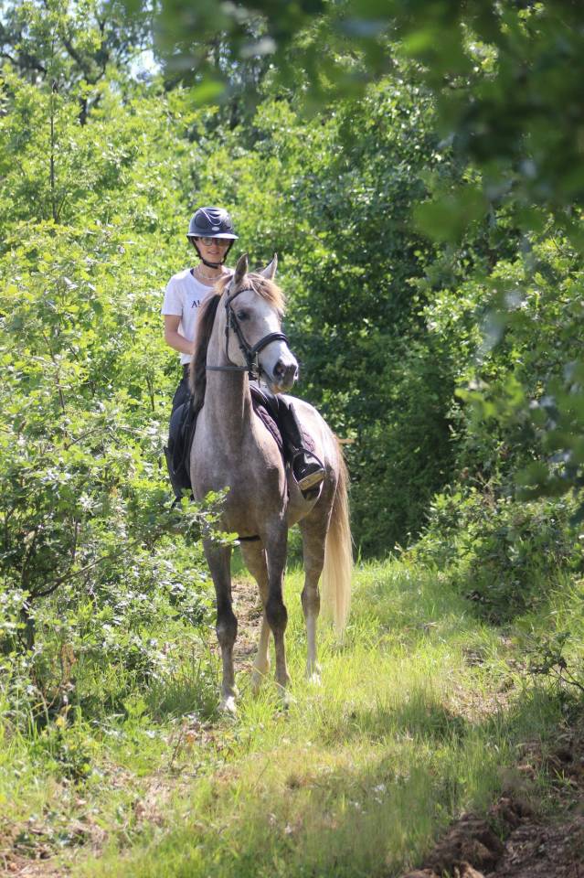 Merrie Andere pony rassen Te koop 2022 Schimmel