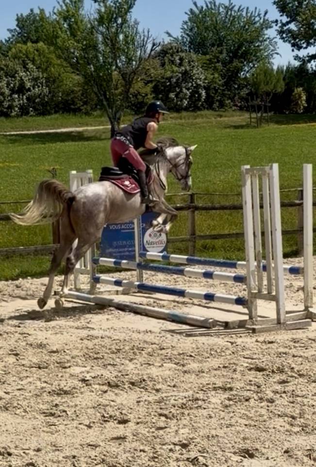 Merrie Andere pony rassen Te koop 2022 Schimmel
