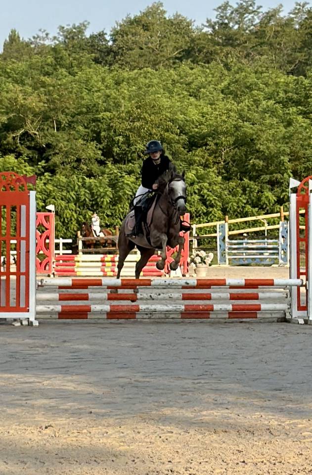 Merrie Andere pony rassen Te koop 2022 Schimmel