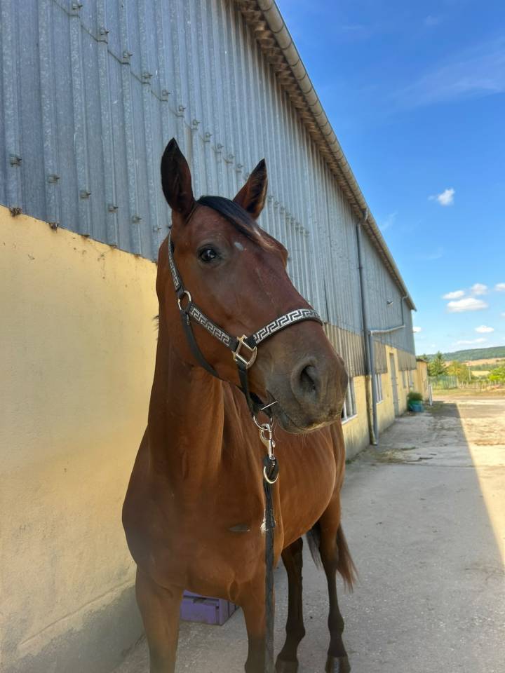 Ruin Selle Fran&ccedil;ais Te koop 2023 Donker bruin / bai ,  Canturano(DEU)