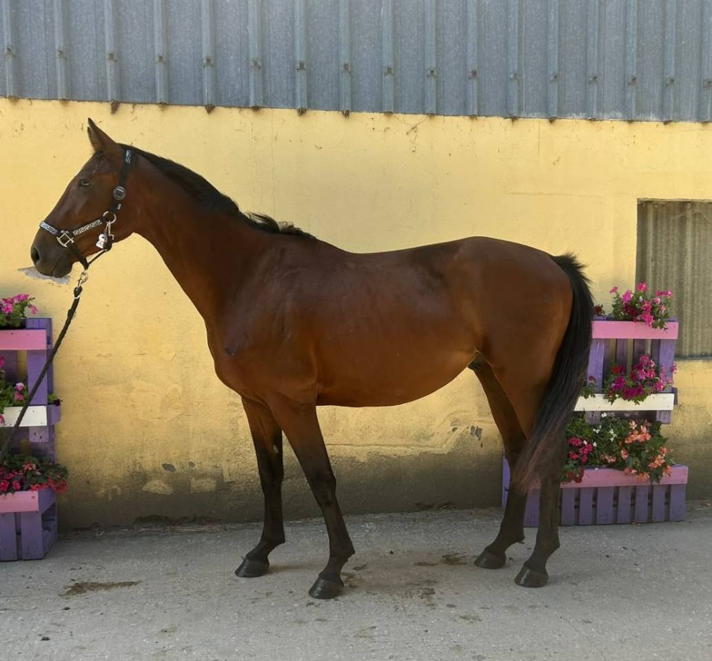 Ruin Selle Fran&ccedil;ais Te koop 2023 Donker bruin / bai ,  Canturano(DEU)