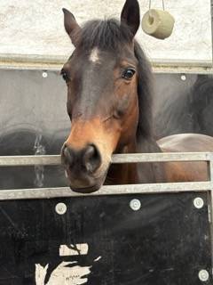 Ruin Franse rijpony PFS Te koop 2013 Donker bruin / bai ,  IOWA