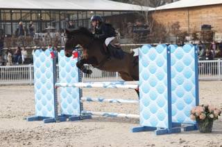 Ruin Franse rijpony PFS Te koop 2013 Donker bruin / bai ,  IOWA