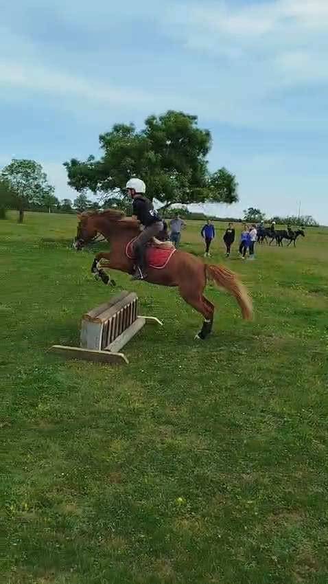 Merrie Ras onbekend Te koop 2013 Vos