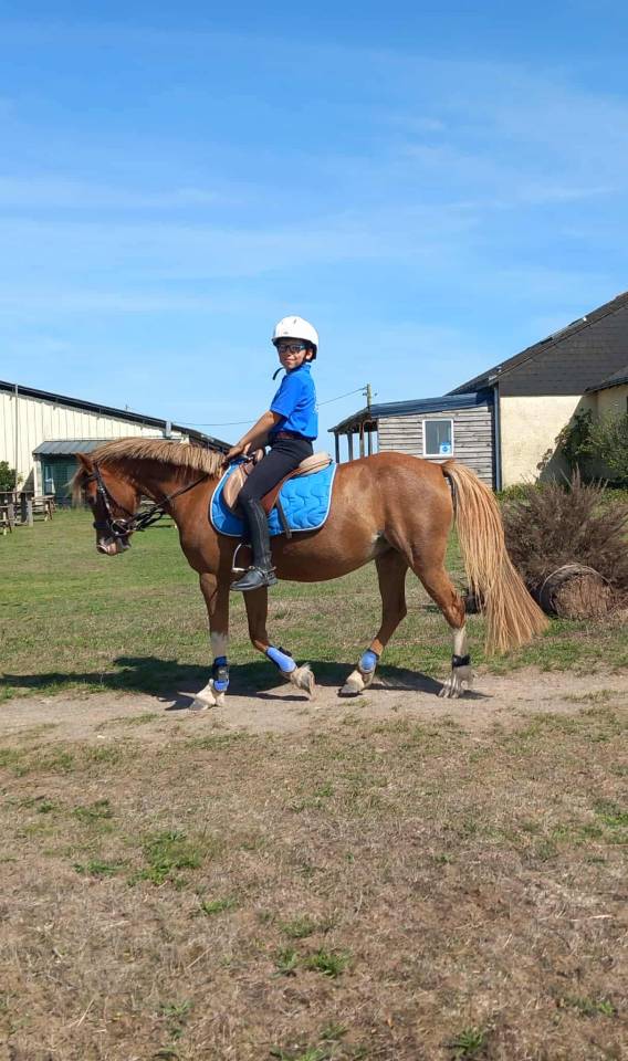 Merrie Ras onbekend Te koop 2013 Vos