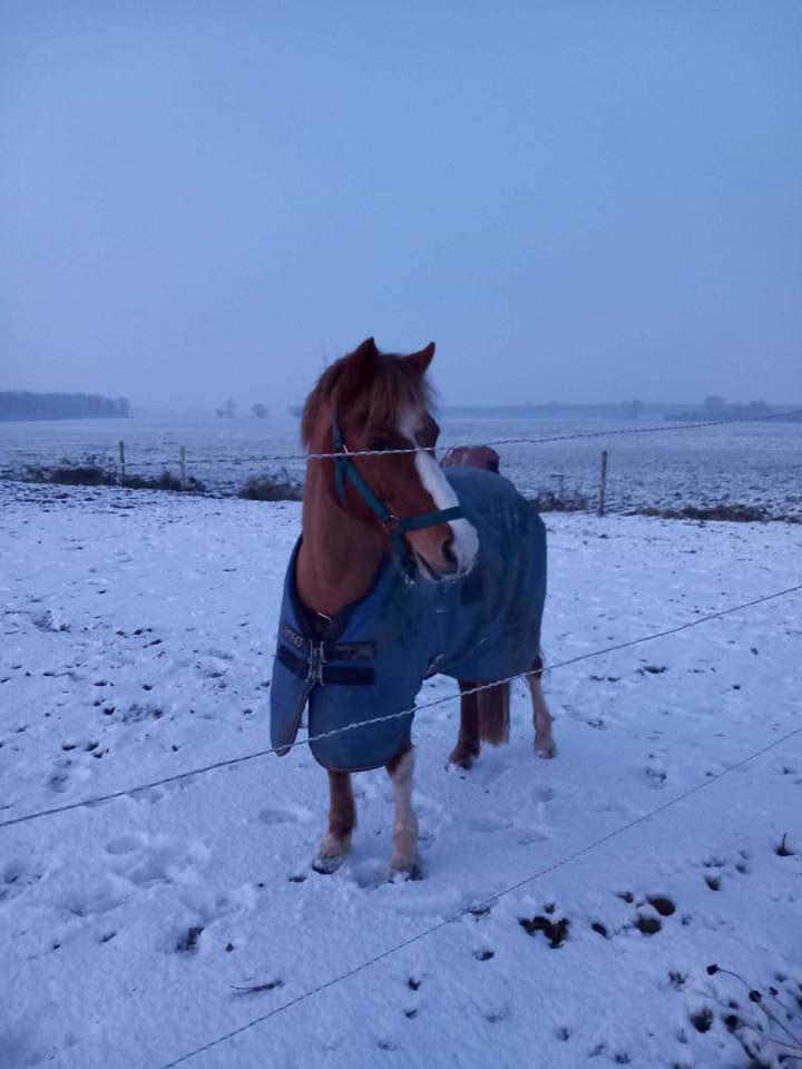 Merrie Ras onbekend Te koop 2013 Vos