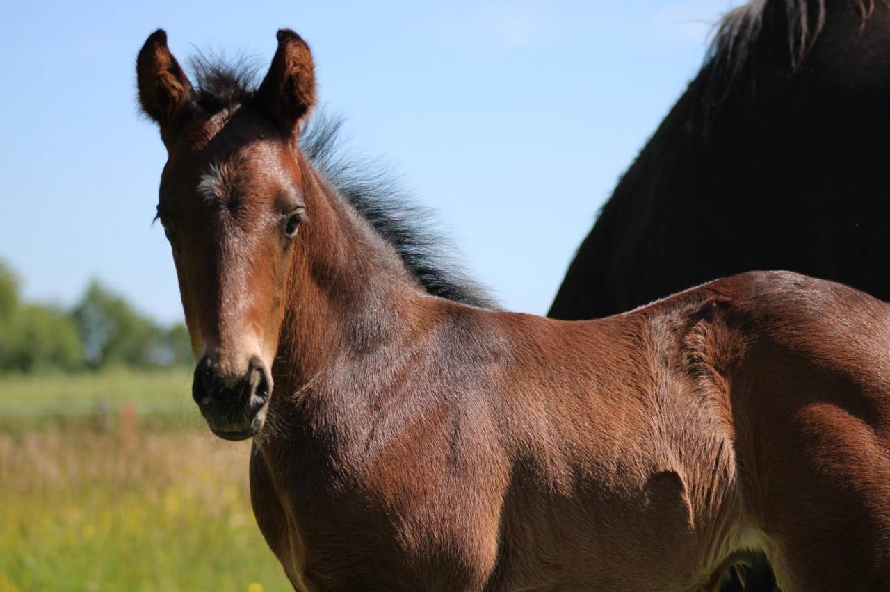 Veulen (ml) Franse rijpony PFS Te koop 2026 Zwart ,  No Records.