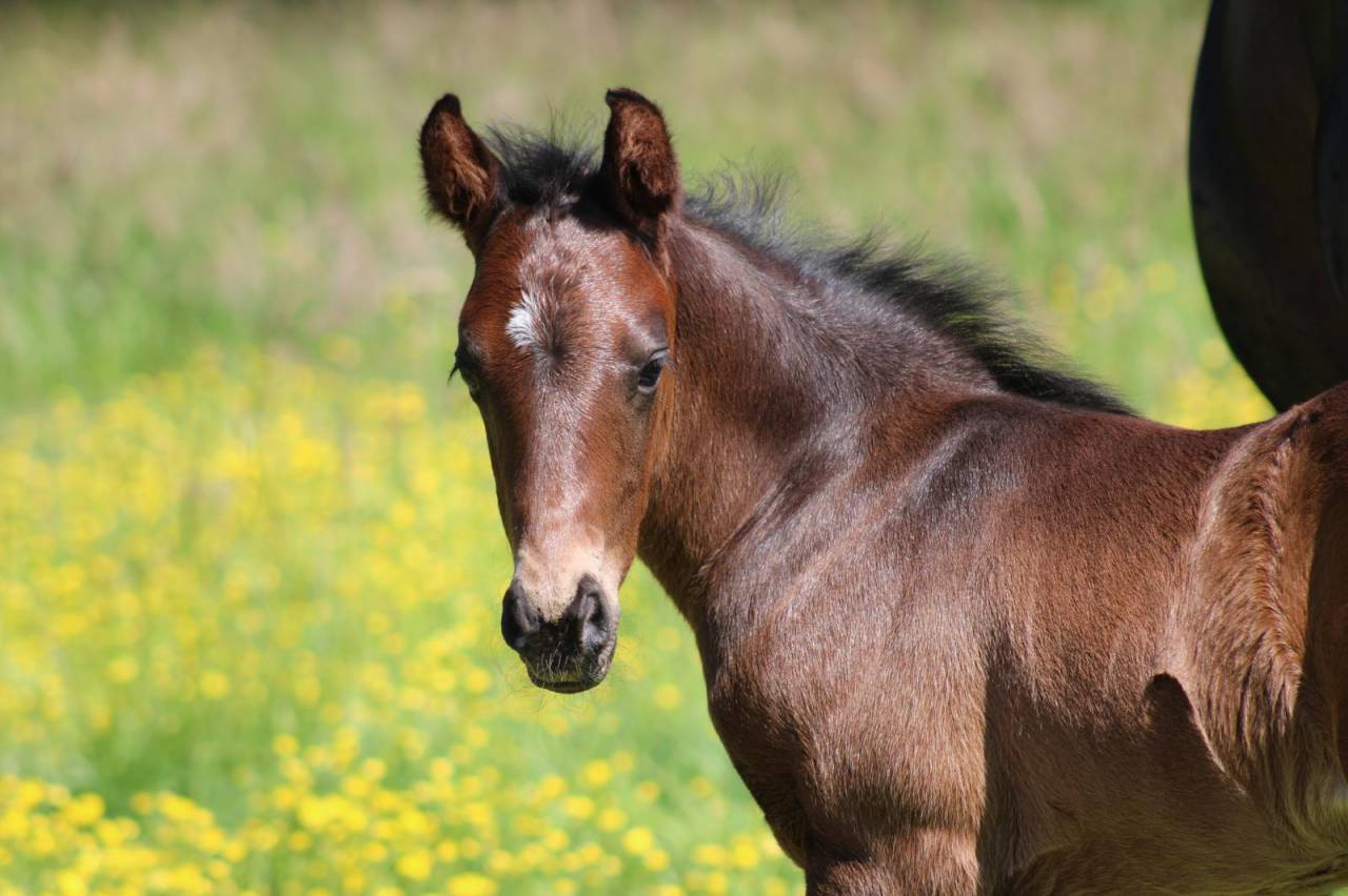 Veulen (ml) Franse rijpony PFS Te koop 2026 Zwart ,  No Records.