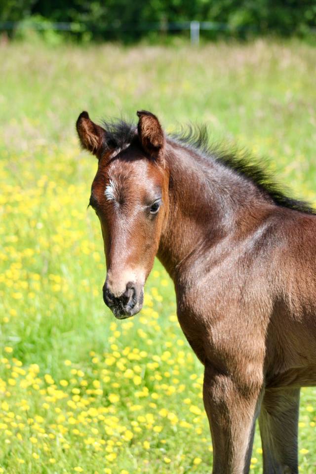 Veulen (ml) Franse rijpony PFS Te koop 2026 Zwart ,  No Records.