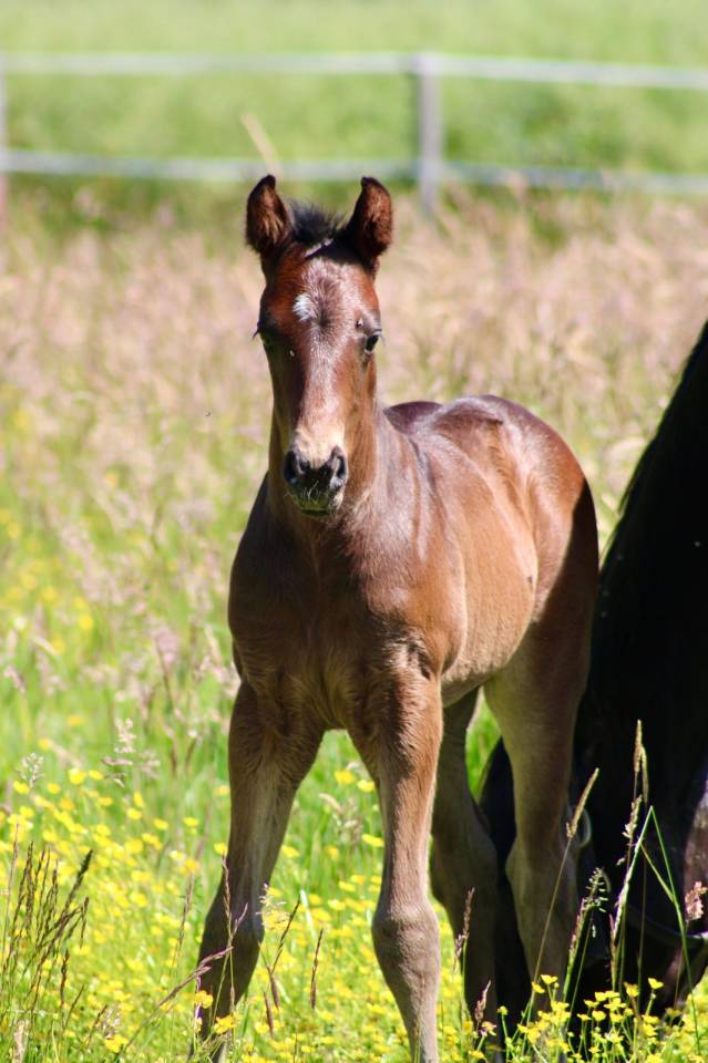 Veulen (ml) Franse rijpony PFS Te koop 2026 Zwart ,  No Records.