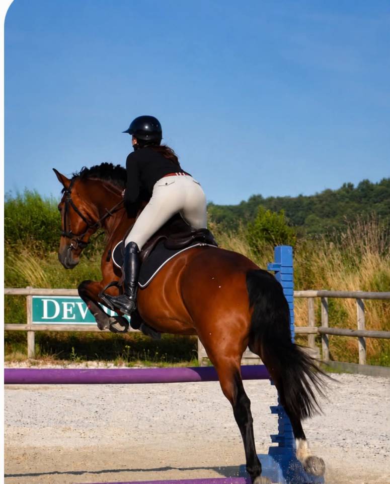 Ruin KWPN Nederlands sportpaard Te koop 2014 Donker bruin / bai