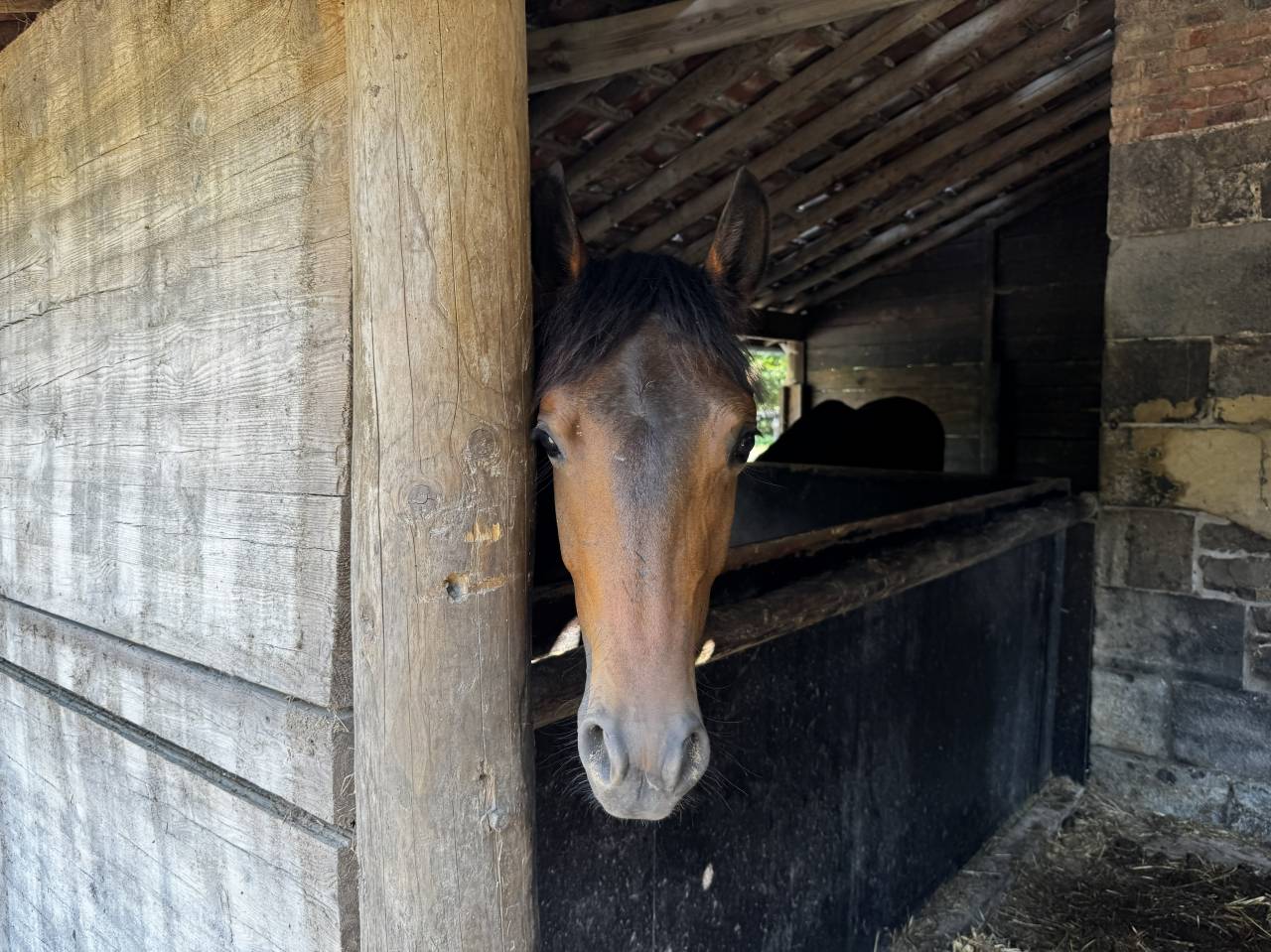 Mooi hippisch vastgoed Koop Namur