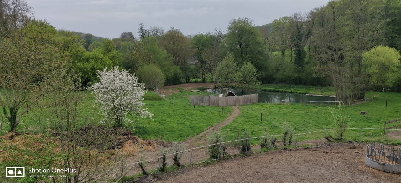 Mooi hippisch vastgoed Koop Namur