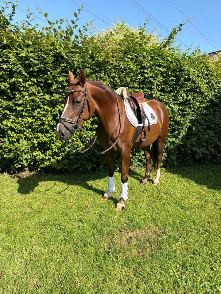Merrie Welsh Pony (Section D), Welsh Cob  Te koop 2018 Koffie vos