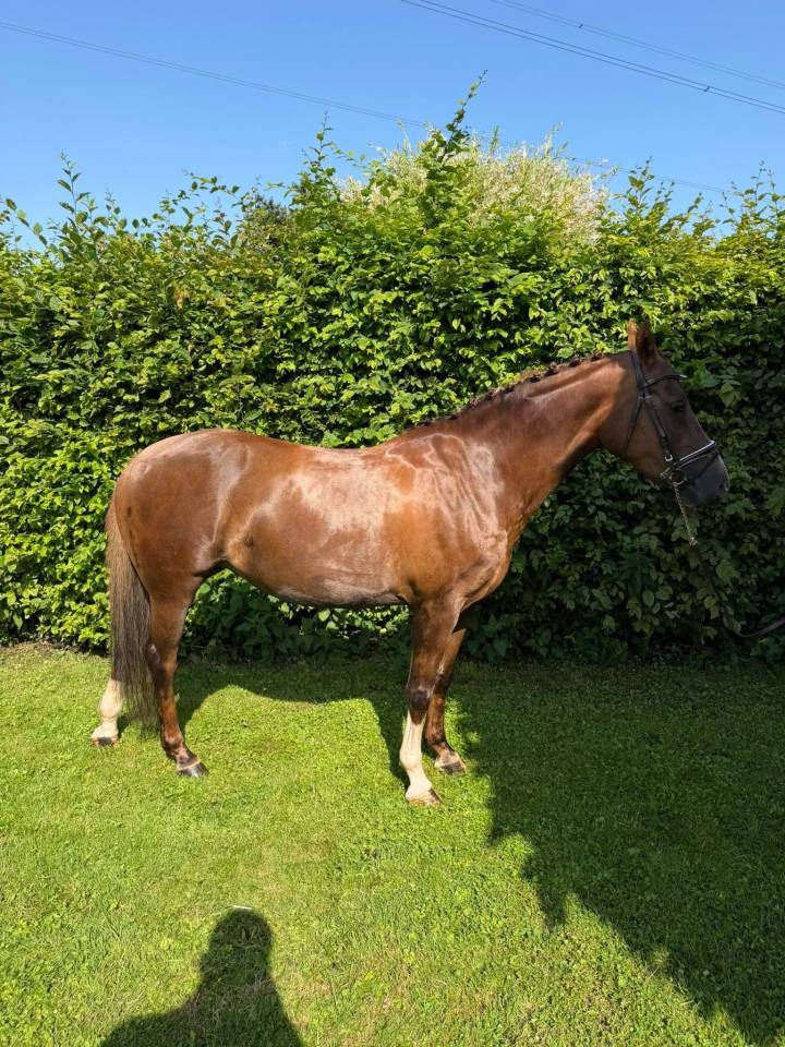 Merrie Welsh Pony (Section D), Welsh Cob  Te koop 2018 Koffie vos