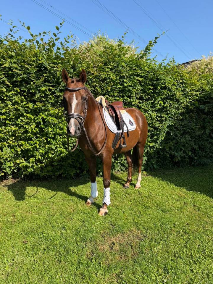 Merrie Welsh Pony (Section D), Welsh Cob  Te koop 2018 Koffie vos
