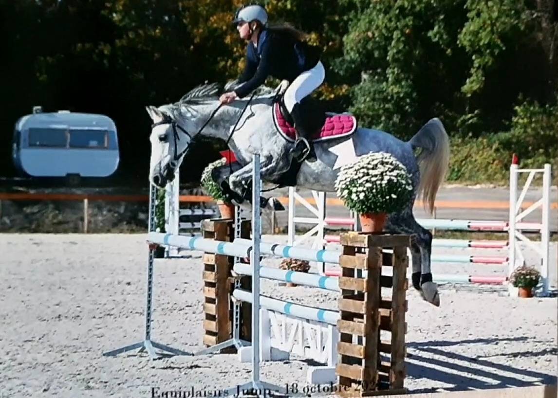 Merrie Welsh Pony (Section C) Te koop 2016 Schimmel ,  Orielton top secret GBR