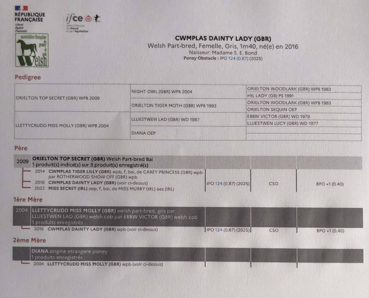 Merrie Welsh Pony (Section C) Te koop 2016 Schimmel ,  Orielton top secret GBR